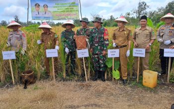 Polres PALI Turut Serta Dalam kegiatan Panen Bersama Padi Gogo Yang digelar Oleh Gabungan Kelompok Tani