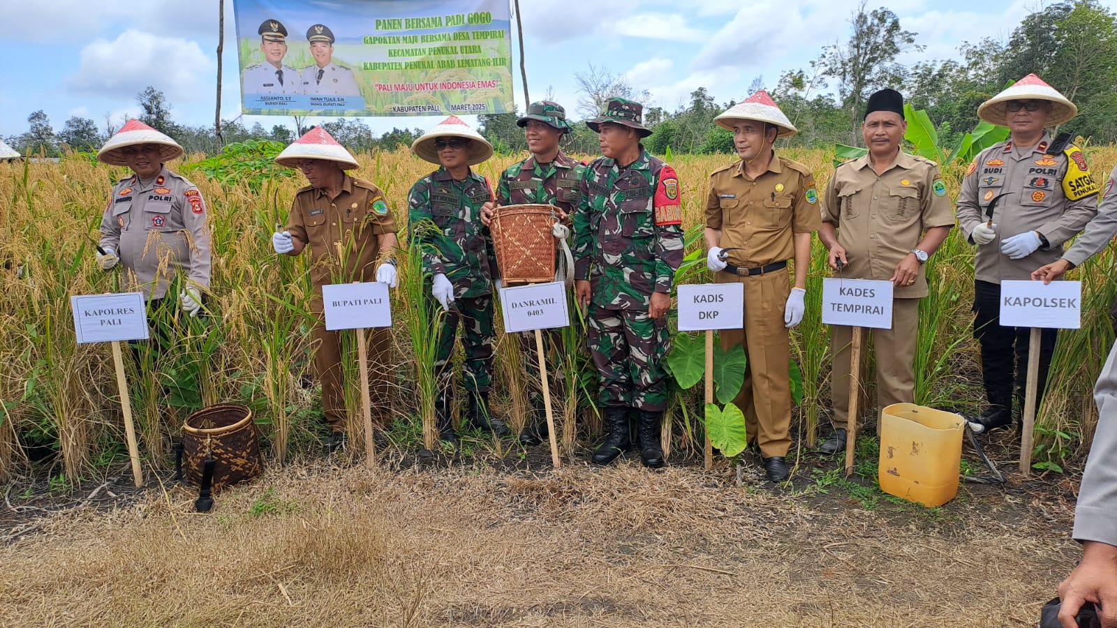 Polres PALI Turut Serta Dalam kegiatan Panen Bersama Padi Gogo Yang digelar Oleh Gabungan Kelompok Tani