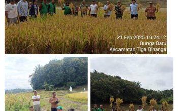 Dinas Pertanian bersa 4 Kelompok Tani Panen Perdana Penangkar Padi Sawah di desa Bunga Baru