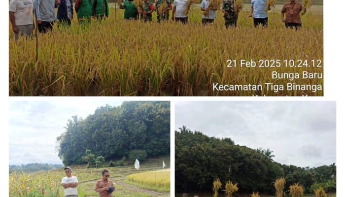 Dinas Pertanian bersa 4 Kelompok Tani Panen Perdana Penangkar Padi Sawah di desa Bunga Baru