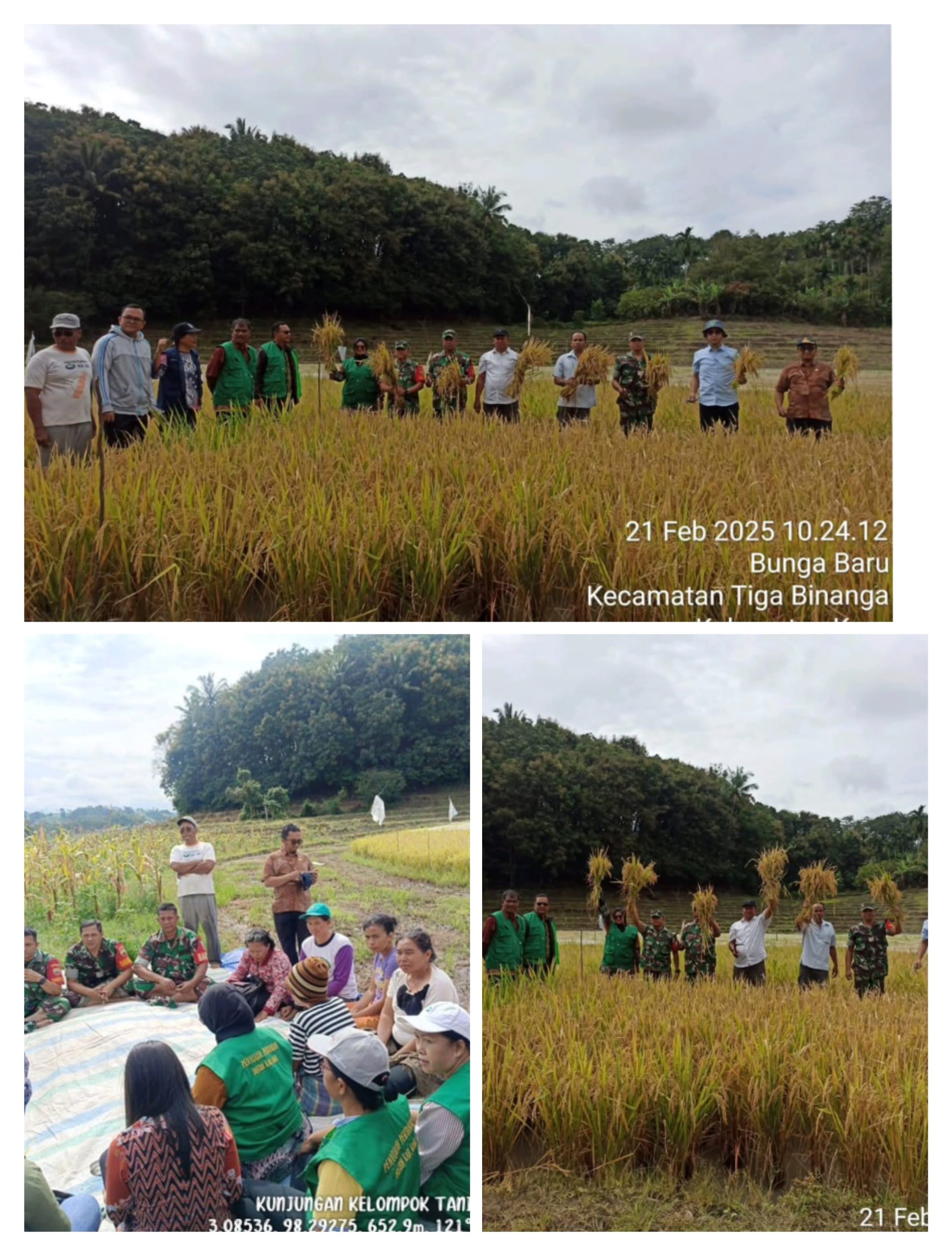 Dinas Pertanian bersa 4 Kelompok Tani Panen Perdana Penangkar Padi Sawah di desa Bunga Baru