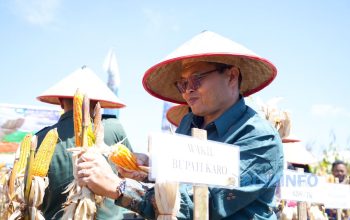 Wakil Bupati Karo bersama Jajaran Forkopimda Laksanakan Panen Jagung dalam Mendukung Ketahanan Pangan