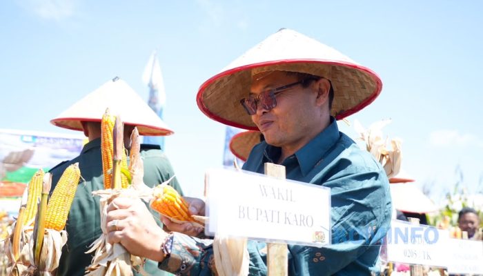 Wakil Bupati Karo bersama Jajaran Forkopimda Laksanakan Panen Jagung dalam Mendukung Ketahanan Pangan