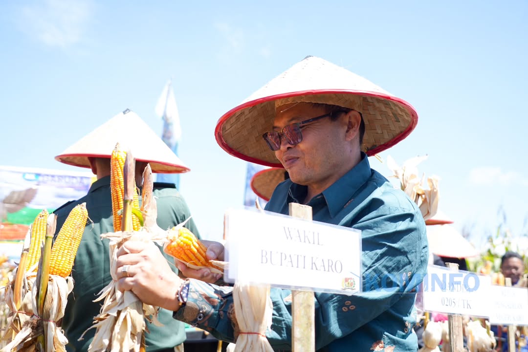 Wakil Bupati Karo bersama Jajaran Forkopimda Laksanakan Panen Jagung dalam Mendukung Ketahanan Pangan