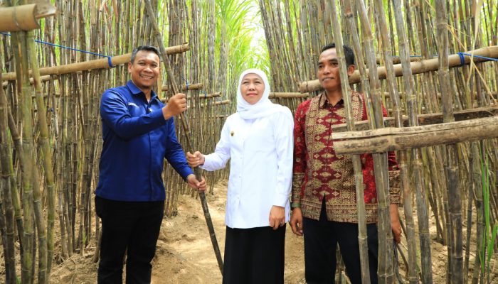 Gubernur Khofifah Luncurkan KUR Khusus Petani Tebu Jatim, Optimis Wujudkan  Percepatan Swasembada Gula Nasional
