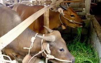 Patungan Kurban dengan Harga Sapi Berbeda, Bolehkah? Ini Hukum dan Penjelasan Lengkap Menurut Islam