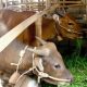 Patungan Kurban dengan Harga Sapi Berbeda, Bolehkah? Ini Hukum dan Penjelasan Lengkap Menurut Islam