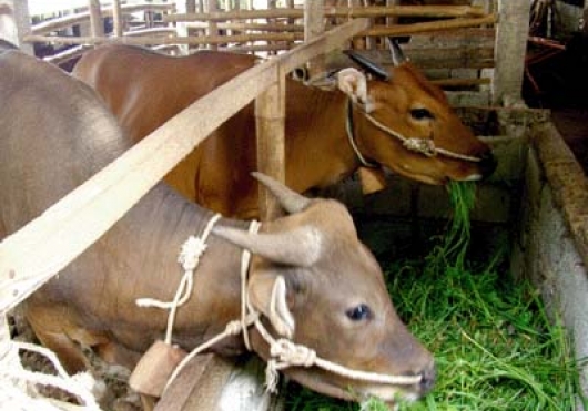 Patungan Kurban dengan Harga Sapi Berbeda, Bolehkah? Ini Hukum dan Penjelasan Lengkap Menurut Islam