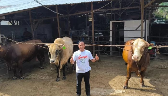 Presiden Prabowo Subianto membeli 3 Sapi sekaligus Milik Pak Suyanto asal Binjai