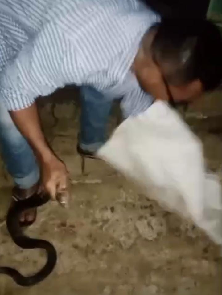 Ngerii !! Ular Kobra Hitam Sepanjang 1,5 meter Tertangkap Didalam Rumah Warga
