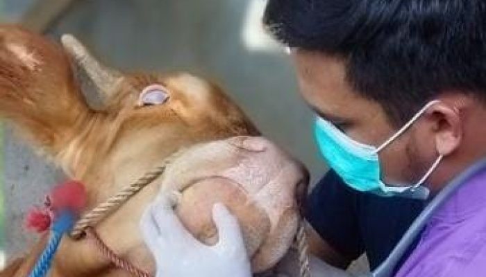 Kenali 9 Ciri-Ciri Hewan Kurban Sehat dari Fisik dan Perilaku