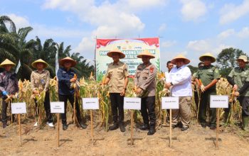 PANEN RAYA JAGUNG SERENTAK KUARTAL II DI PALI: POLRI DAN PEMERINTAH DAERAH PERKUAT KETAHANAN PANGAN NASIONAL 2025