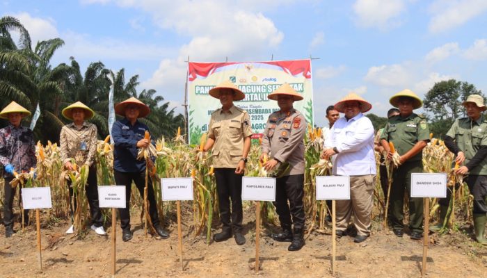 PANEN RAYA JAGUNG SERENTAK KUARTAL II DI PALI: POLRI DAN PEMERINTAH DAERAH PERKUAT KETAHANAN PANGAN NASIONAL 2025