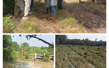 Akibat Pintu Air Rusak Air Kali Ciherang Meluap Banjiri Sawah Petani Hasil Panen Tidak Bagus Bahkan Terancam Gagal Panen