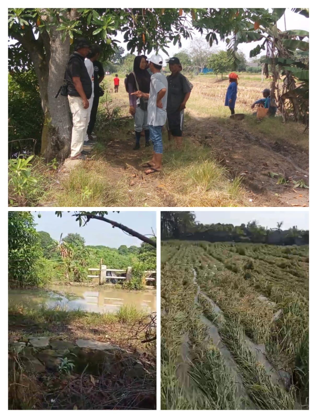 Akibat Pintu Air Rusak Air Kali Ciherang Meluap Banjiri Sawah Petani Hasil Panen Tidak Bagus Bahkan Terancam Gagal Panen