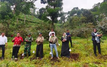 ADM Perum Perhutani KPH Bondowoso Dan Bupati Rio Lakukan Uji Coba Tanaman Bibit Kopi Bersama