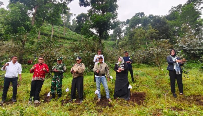 ADM Perum Perhutani KPH Bondowoso Dan Bupati Rio Lakukan Uji Coba Tanaman Bibit Kopi Bersama