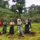 ADM Perum Perhutani KPH Bondowoso Dan Bupati Rio Lakukan Uji Coba Tanaman Bibit Kopi Bersama