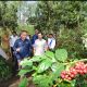 Panen Raya Kopi Ijen, Wapres Dukung Peningkatan Produktivitas, Hilirisasi dan Branding Kopi Indonesia