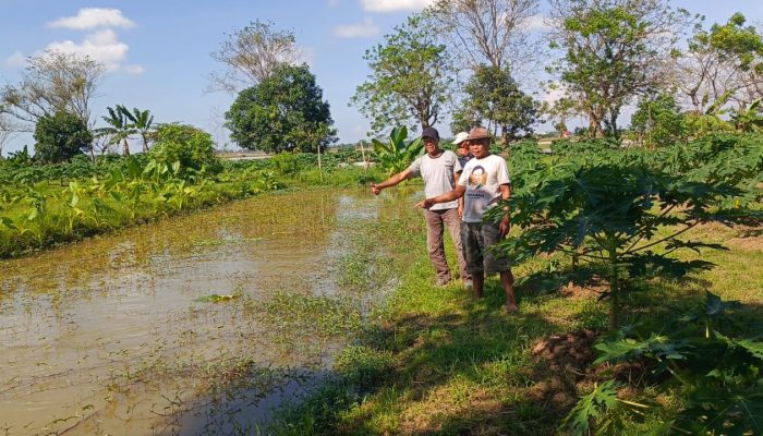 Pokdarwis Alam Setia Lestari di Desa Karangsetia Kembangkan Perkebunan Pepaya Calfornia