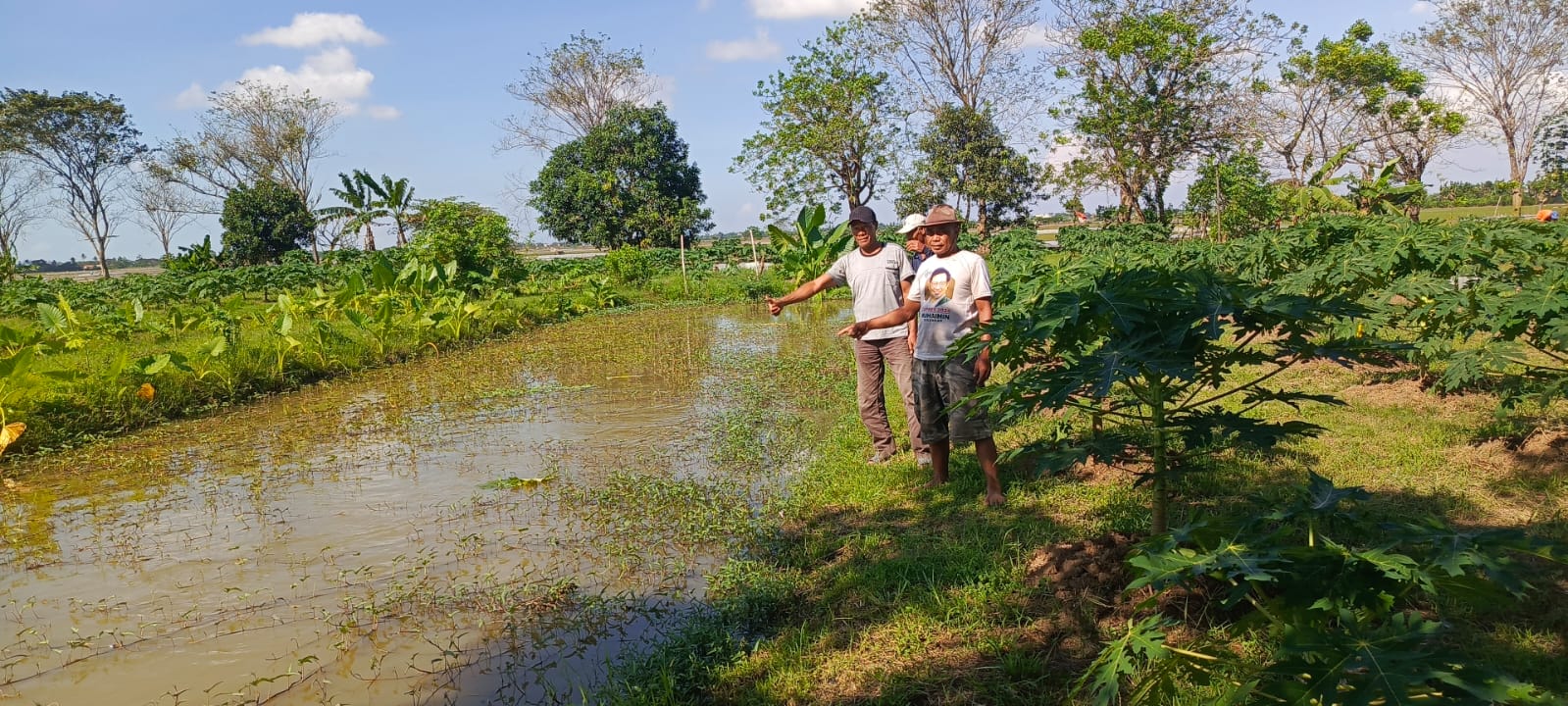 Pokdarwis Alam Setia Lestari di Desa Karangsetia Kembangkan Perkebunan Pepaya Calfornia