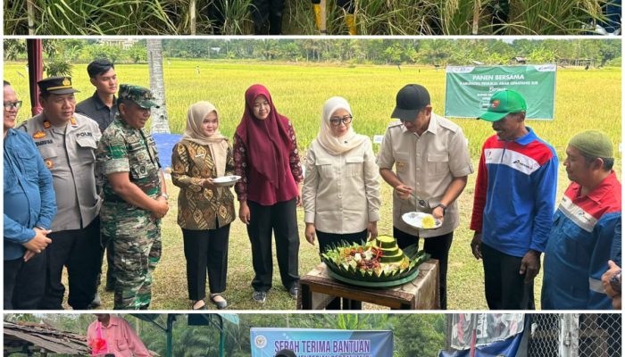 PANEN RAYA DI REJOSARI, BUPATI PALI AJAK MASYARAKAT WUJUDKAN KEDAULATAN PANGAN Kapolres PALI: Polri Siap Kawal Ketahanan Pangan Nasional