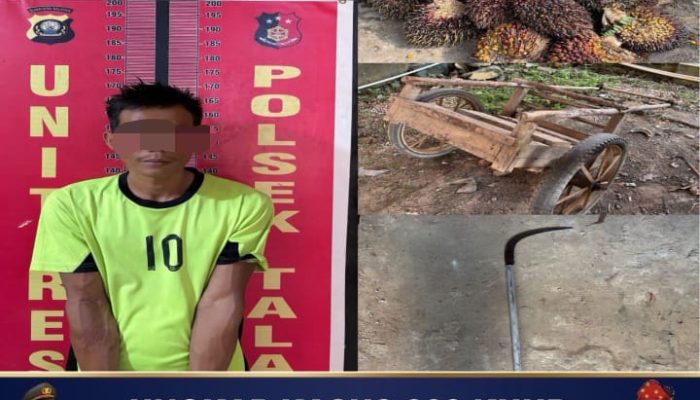 Polsek Talang Ubi Bekuk Pelaku Pencurian Buah Kelapa Sawit di PT. Surya Bumi Agrolanggeng