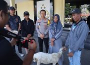 Polres Bondowoso Amankan Tersangka Curwan, Barang Bukti Kambing Diserahkan Kembali ke Pemilik