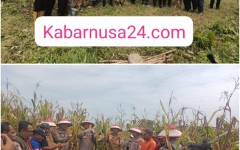 Panen Raya Jagung di Sungai Baung: Wujud Sinergi Polri dan Masyarakat Dukung Ketahanan Pangan Nasional