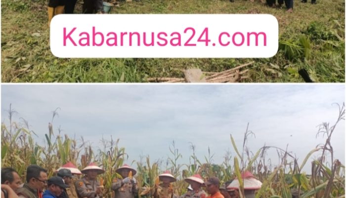 Panen Raya Jagung di Sungai Baung: Wujud Sinergi Polri dan Masyarakat Dukung Ketahanan Pangan Nasional