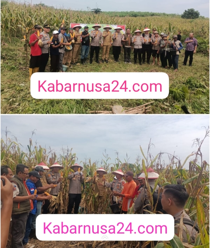 Panen Raya Jagung di Sungai Baung: Wujud Sinergi Polri dan Masyarakat Dukung Ketahanan Pangan Nasional