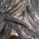 Konsumsi Ikan Lele Pemakan Kotoran Manusia atau Hewan, Apa Hukumnya?