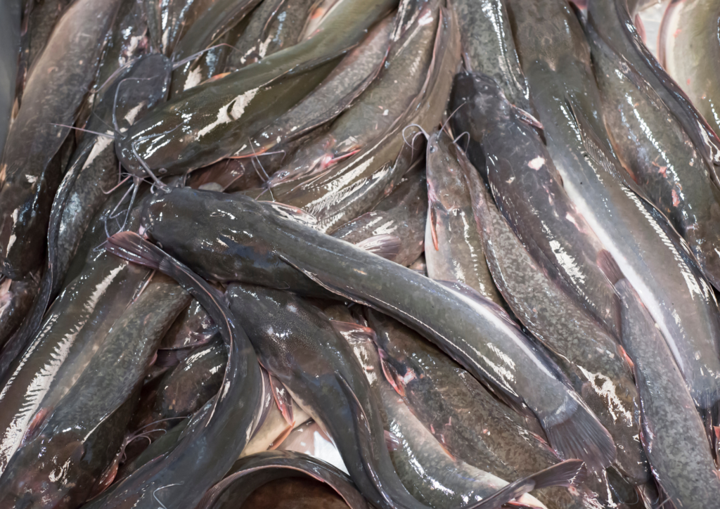 Konsumsi Ikan Lele Pemakan Kotoran Manusia atau Hewan, Apa Hukumnya?