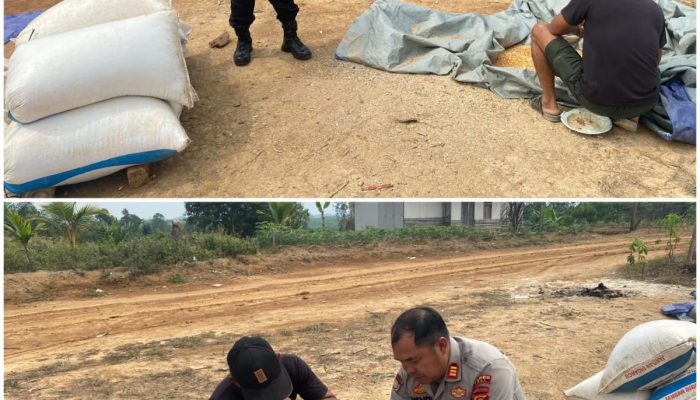 Dalam Rangka Mendukung Program ketahanan Pangan Nasional,  Polres PALI Monitoring Ketahanan Pangan Jagung di Desa Benakat Minyak