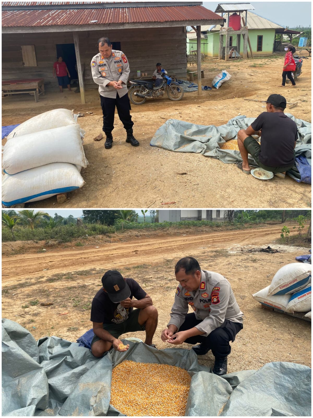 Dalam Rangka Mendukung Program ketahanan Pangan Nasional, Polres PALI Monitoring Ketahanan Pangan Jagung di Desa Benakat Minyak