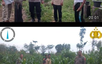 Polsek Talang Ubi Monitoring Lahan Jagung di Desa Karta Dewa, Dukung Program Ketahanan Pangan Nasional