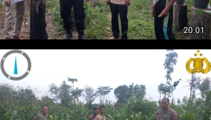 Polsek Talang Ubi Monitoring Lahan Jagung di Desa Karta Dewa, Dukung Program Ketahanan Pangan Nasional