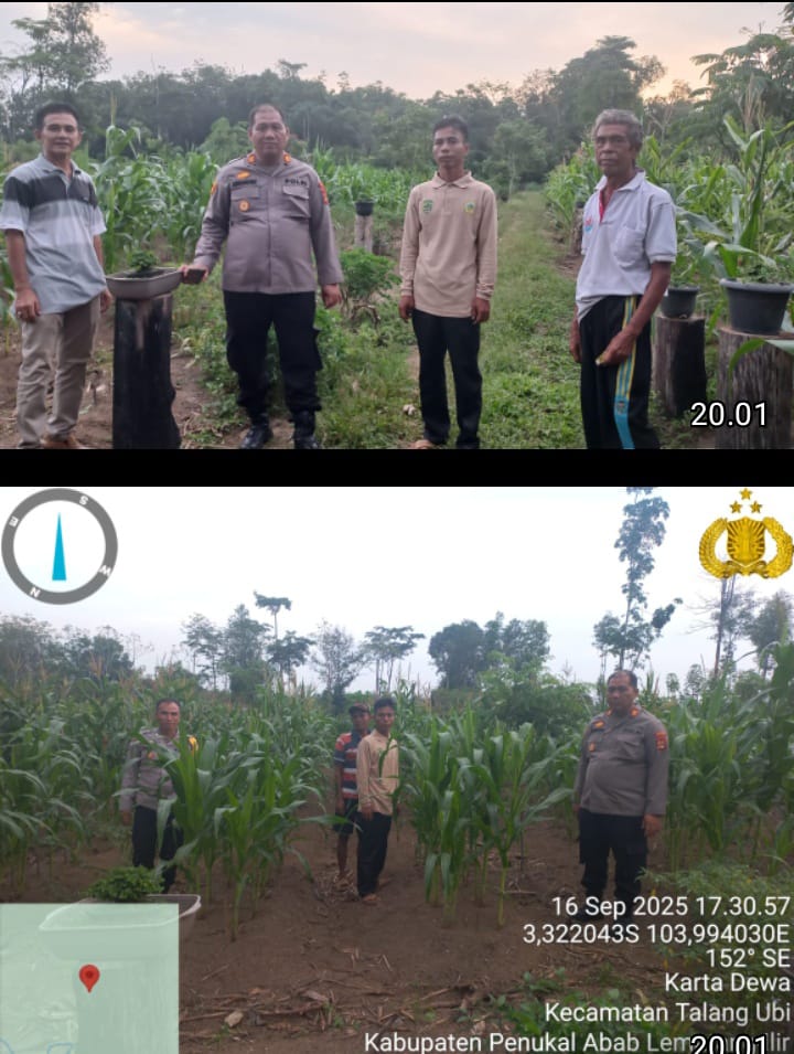 Polsek Talang Ubi Monitoring Lahan Jagung di Desa Karta Dewa, Dukung Program Ketahanan Pangan Nasional