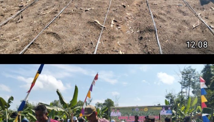 Penanaman Jagung Perdana di Desa Raja Barat, Kapolsek Tanah Abang Tegaskan Komitmen Kawal Program Ketahanan Pangan