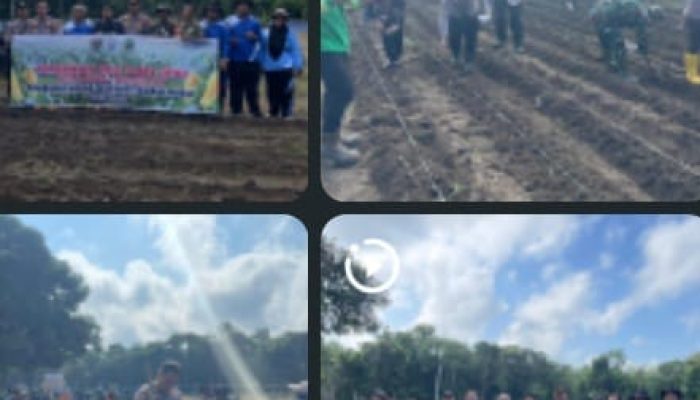 POLSEK TALANG UBI DUKUNG PROGRAM KETAHANAN PANGAN MELALUI PENANAMAN JAGUNG DI DESA PANTADEWA