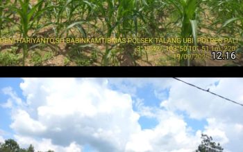 BHABINKAMTIBMAS TALANG UBI MONITORING KETAHANAN PANGAN JAGUNG DI KELURAHAN TALANG UBI SELATAN