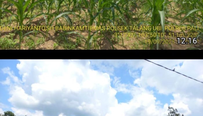BHABINKAMTIBMAS TALANG UBI MONITORING KETAHANAN PANGAN JAGUNG DI KELURAHAN TALANG UBI SELATAN