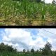 BHABINKAMTIBMAS TALANG UBI MONITORING KETAHANAN PANGAN JAGUNG DI KELURAHAN TALANG UBI SELATAN