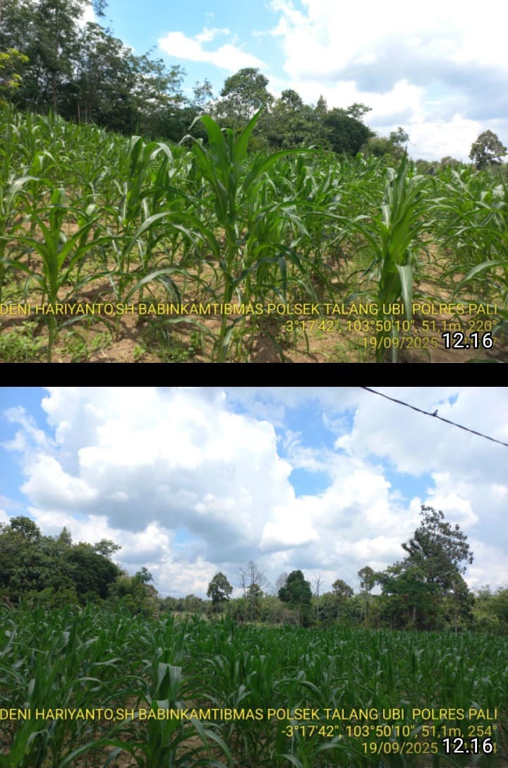 BHABINKAMTIBMAS TALANG UBI MONITORING KETAHANAN PANGAN JAGUNG DI KELURAHAN TALANG UBI SELATAN