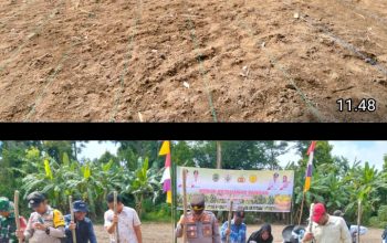 Penanaman Jagung Perdana di Desa Raja, Polsek Tanah Abang Dorong Optimalisasi Program Ketahanan Pangan