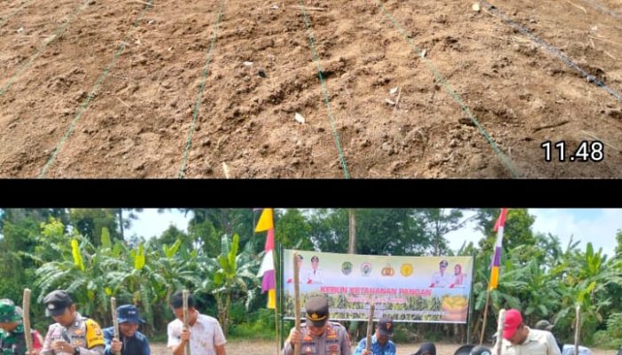 Penanaman Jagung Perdana di Desa Raja, Polsek Tanah Abang Dorong Optimalisasi Program Ketahanan Pangan