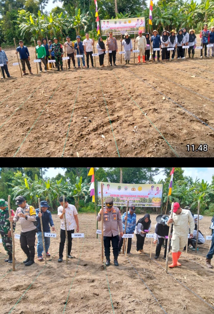 Penanaman Jagung Perdana di Desa Raja, Polsek Tanah Abang Dorong Optimalisasi Program Ketahanan Pangan