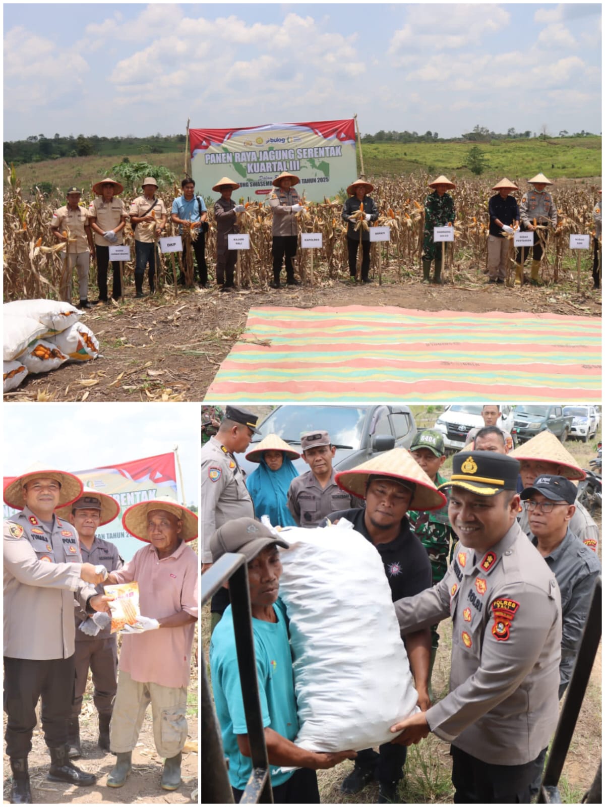 Panen Raya Jagung Serentak Kuartal III, Polres PALI Dukung Ketahanan Pangan Nasional