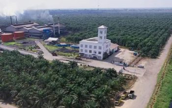 Mutasi Pekerja Besar-Besaran PT Golden Blossom (GBS), 10 Pekerja Pabrik di Mutasi Jadi Tukang Muat Buah Sawit