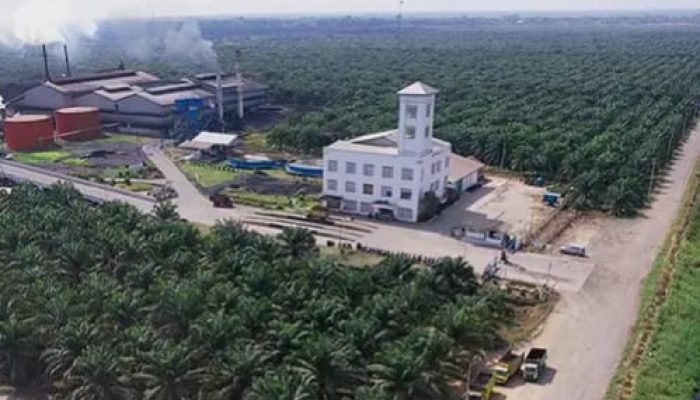 Mutasi Pekerja Besar-Besaran PT Golden Blossom (GBS), 10 Pekerja Pabrik di Mutasi Jadi Tukang Muat Buah Sawit